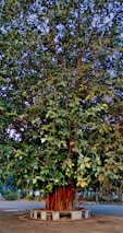 a large tree with lots of green leaves