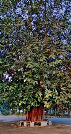 a large tree with lots of green leaves