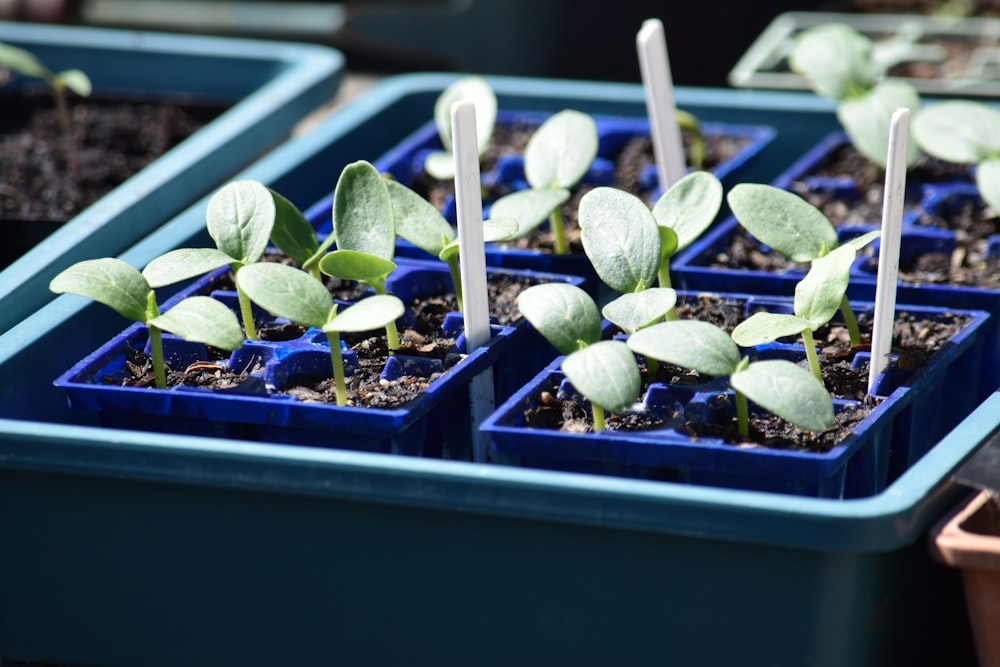 a group of blue trays filled with plants