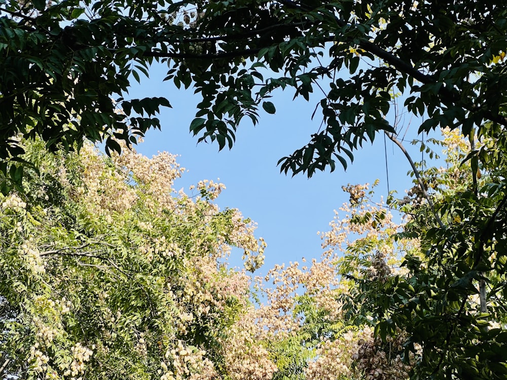 a view of the sky through some trees