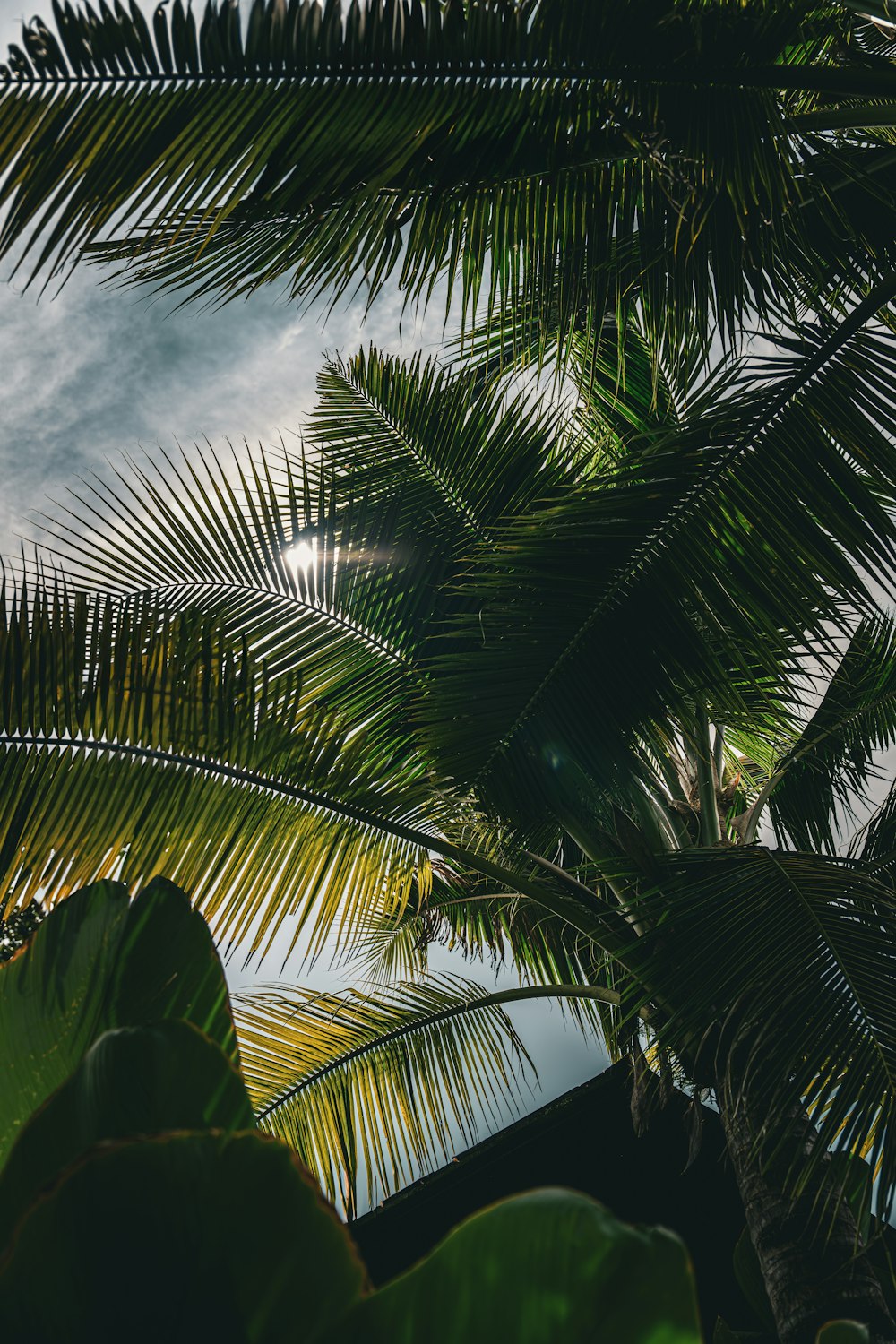 a palm tree with the sun shining through the leaves