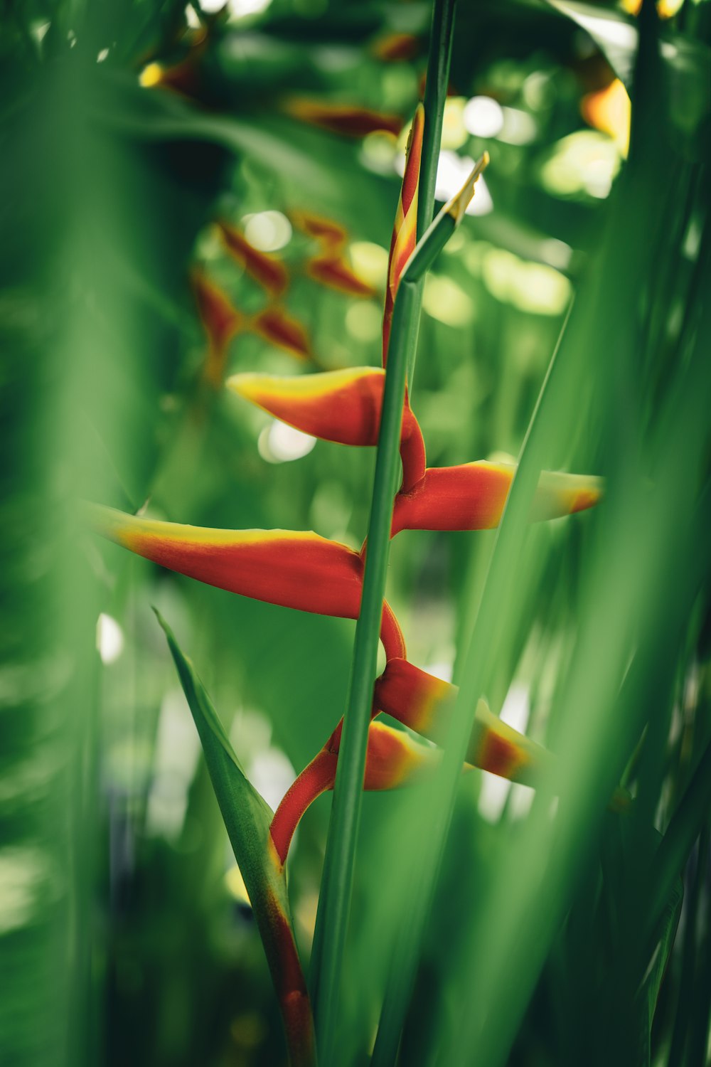 a close up of a plant with red and yellow flowers