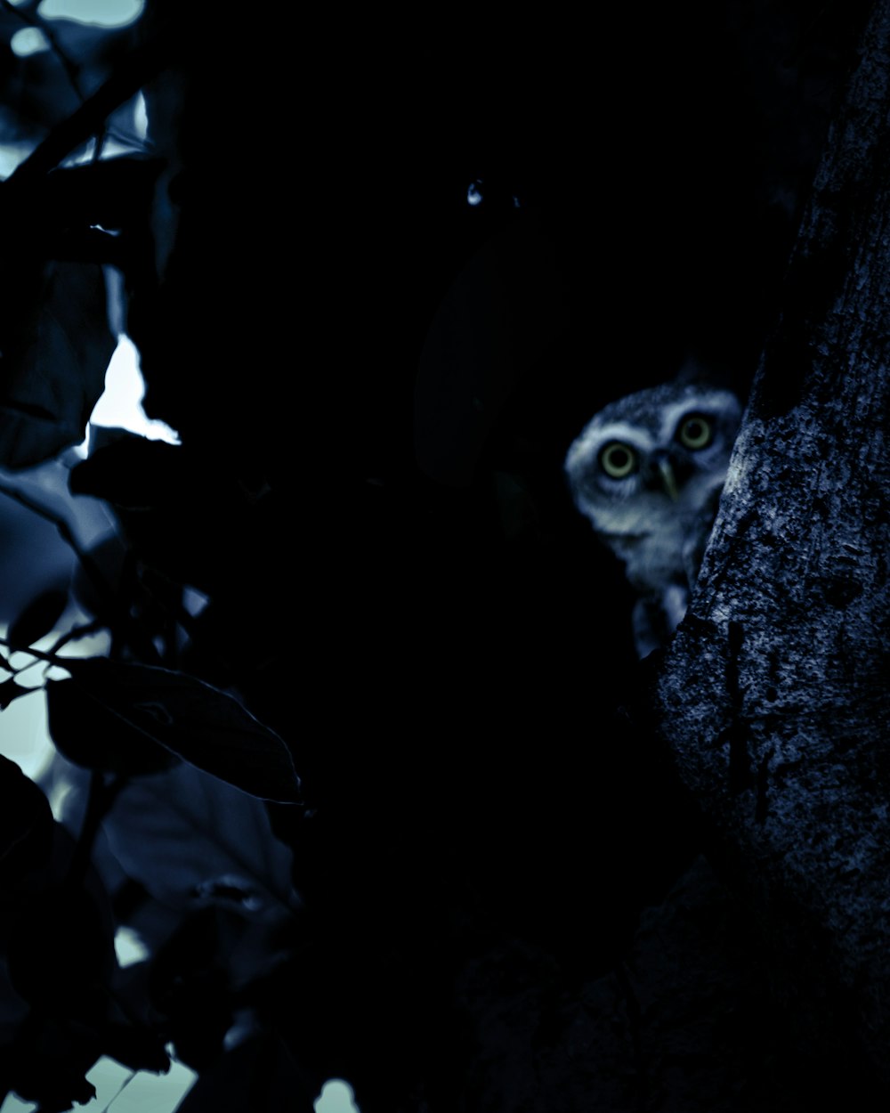 an owl is peeking out from behind a tree