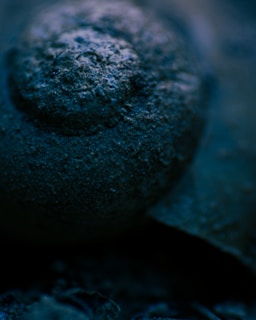 A detailed macro shot of natural textures and patterns.