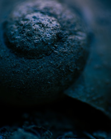 A detailed macro shot of natural textures and patterns.