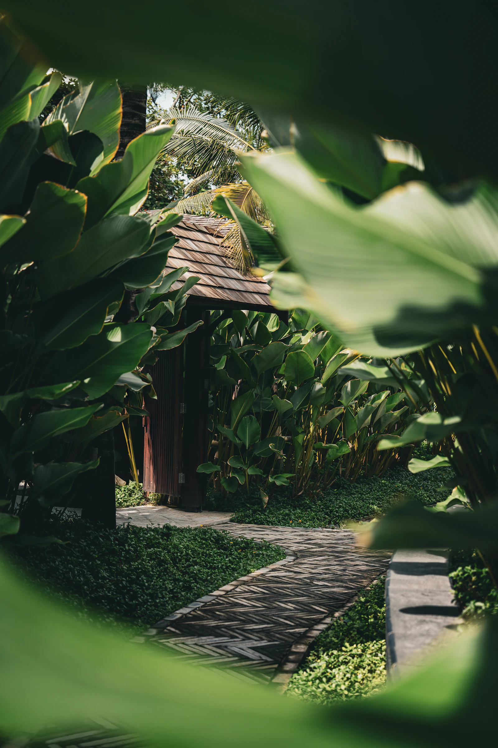 A small house surrounded by lush green plants