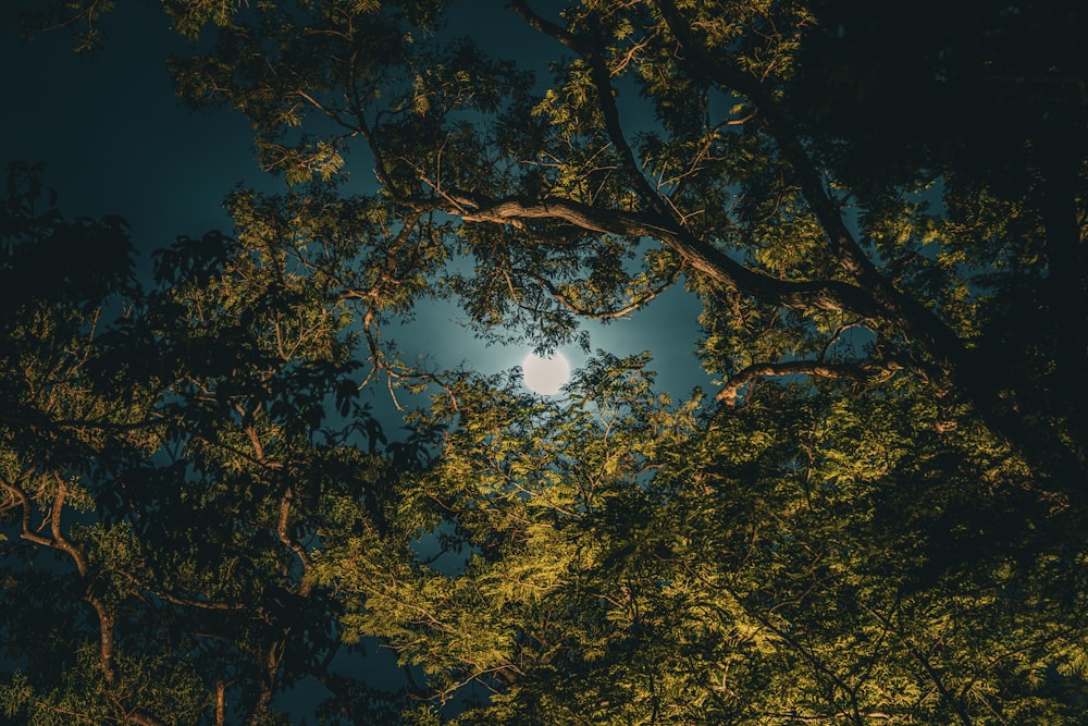 a full moon is seen through the trees