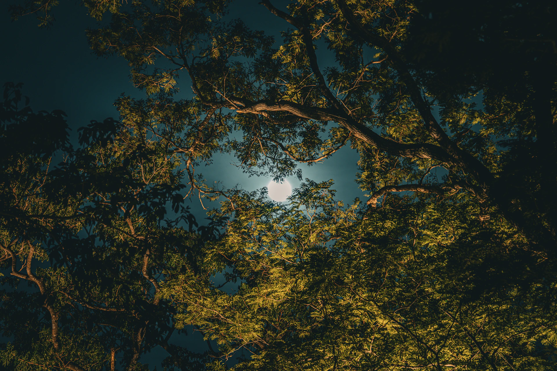 a full moon is seen through the trees