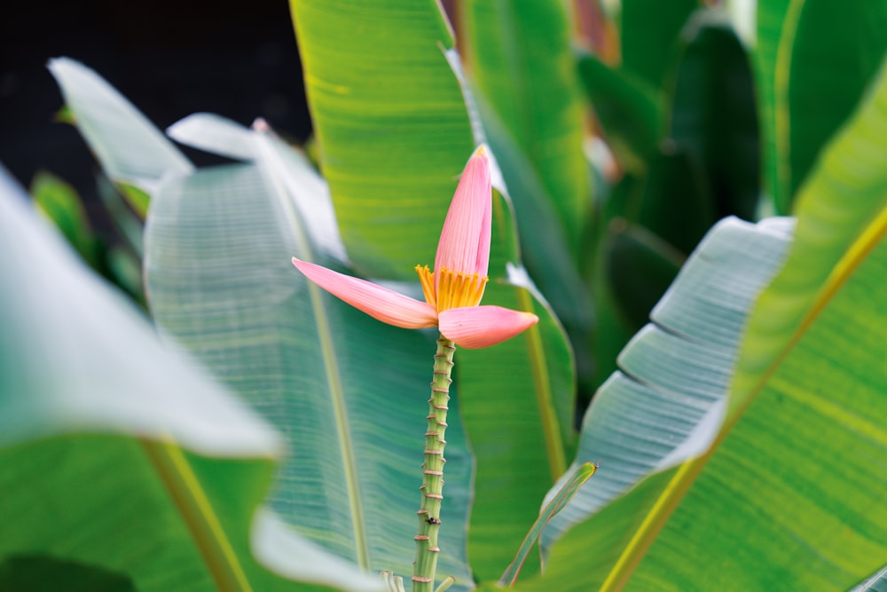 a pink flower with green leaves in the background