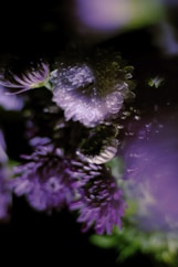 a close up of a bunch of purple flowers