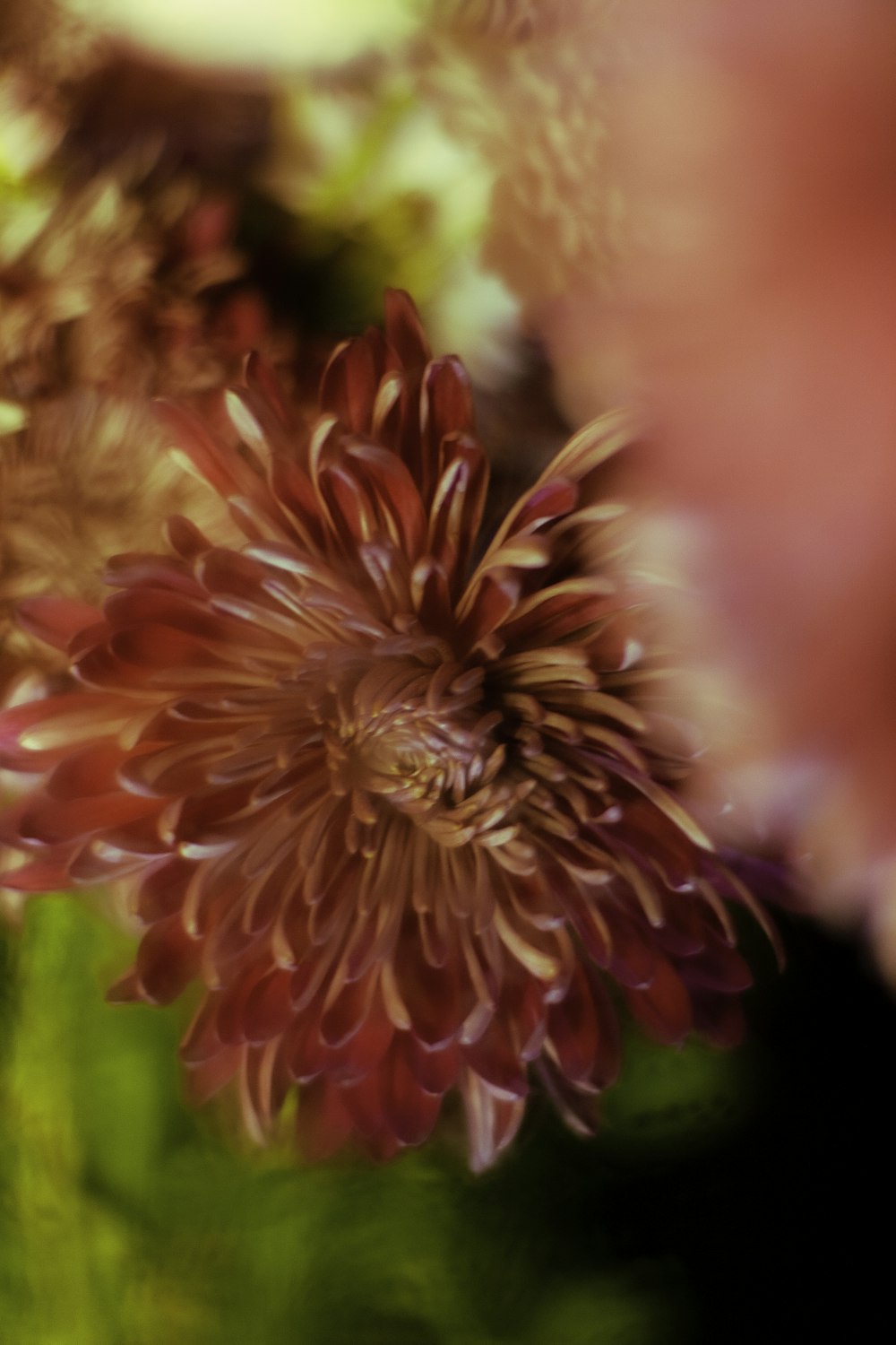 a close up of a flower with a blurry background