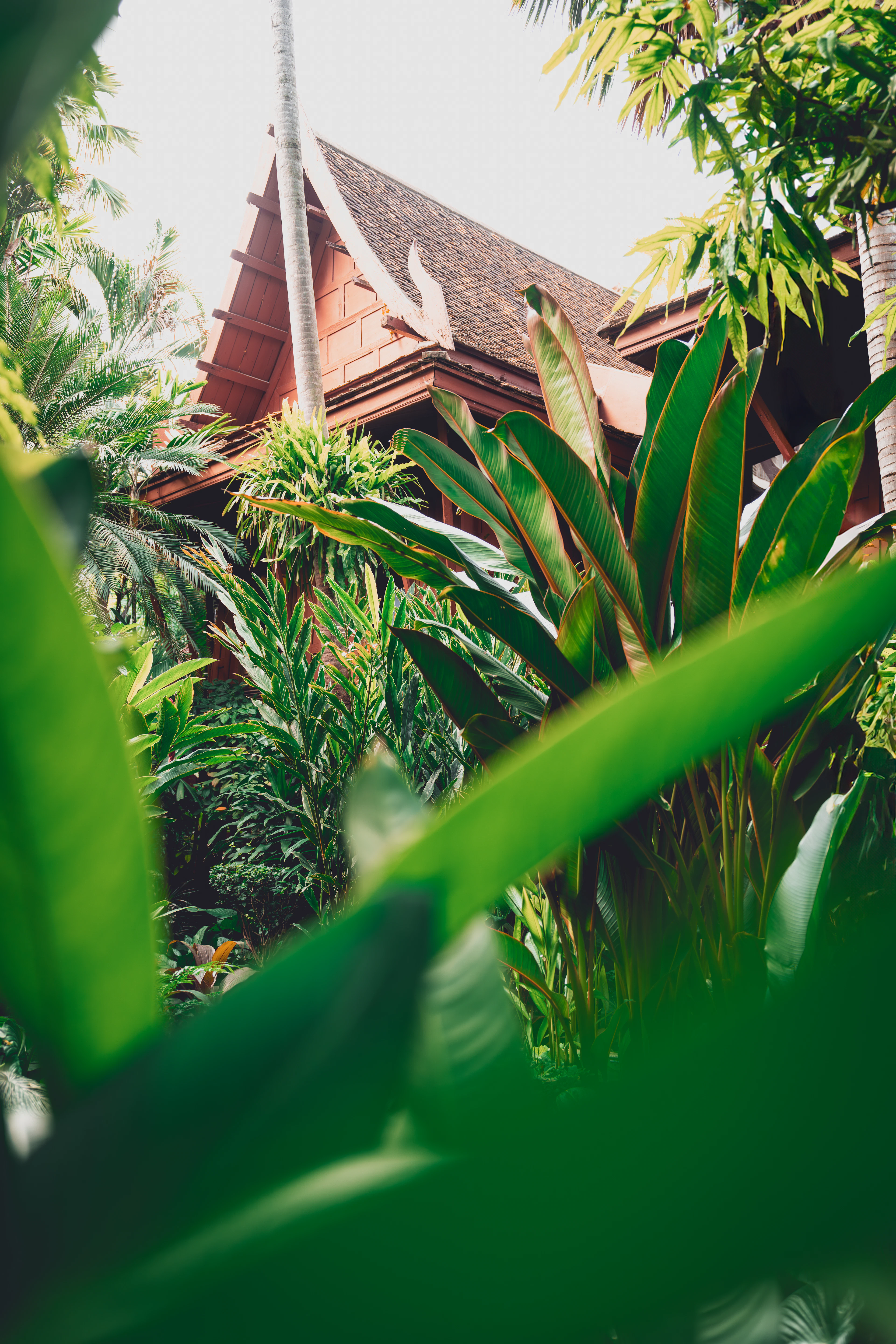 The steep tiled roof and carved gable finial of the teak house at the Jim Thompson House Museum in Bangkok, glimpsed through a screen of banana and traveller's-palm leaves