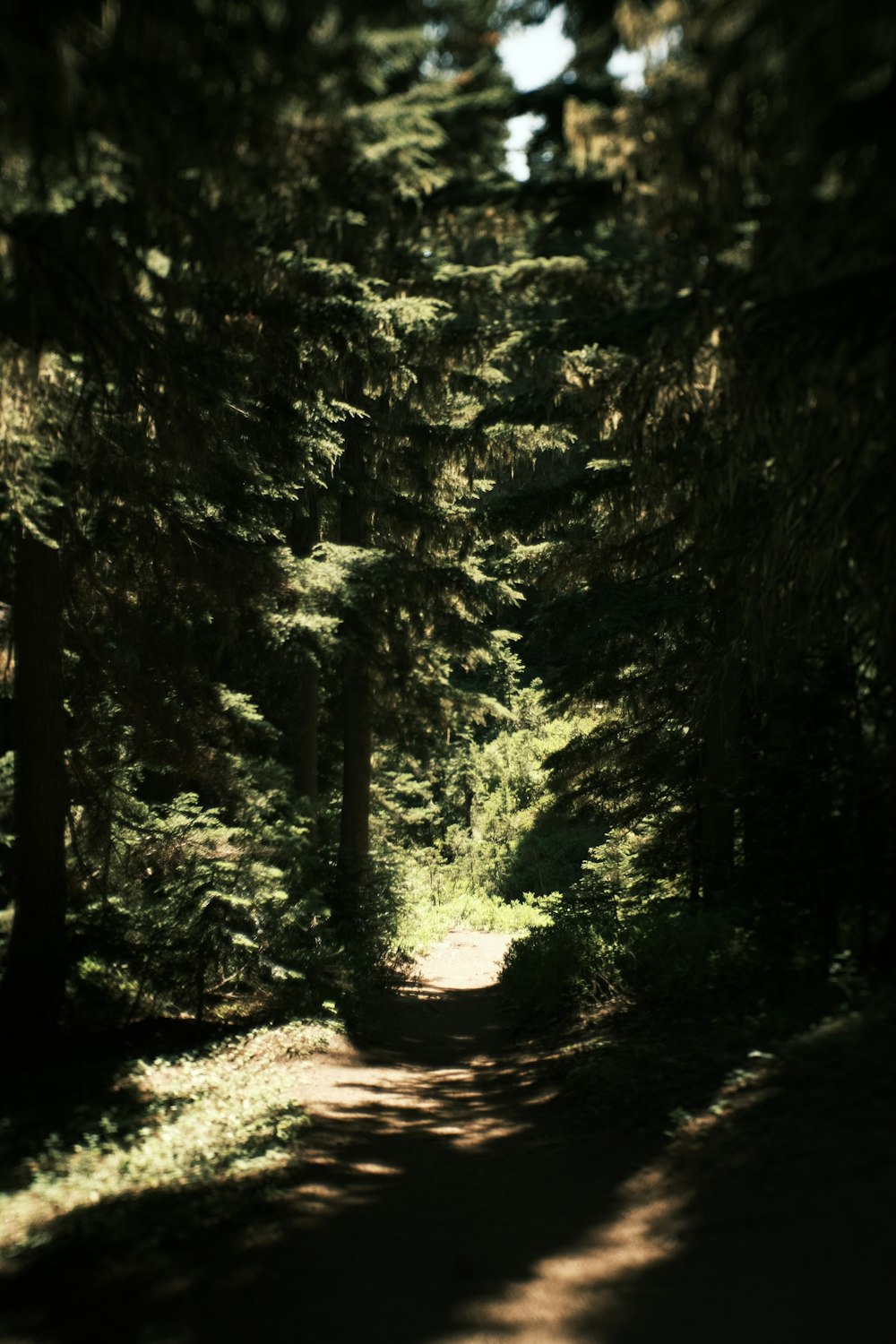 a path in the middle of a forest with lots of trees