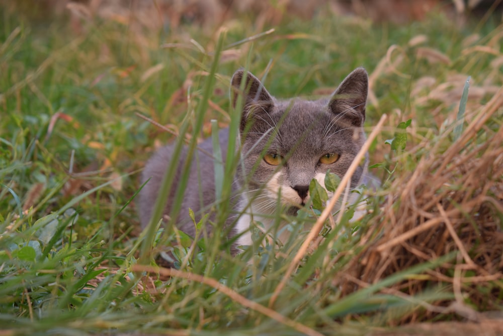 a cat is sitting in the tall grass