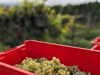 A red plastic crate is filled with bunches of green grapes. The background shows a blurred vineyard with green foliage, suggesting a setting in a vineyard or farm.