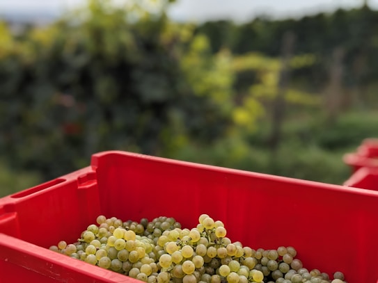 A red plastic crate is filled with bunches of green grapes. The background shows a blurred vineyard with green foliage, suggesting a setting in a vineyard or farm.