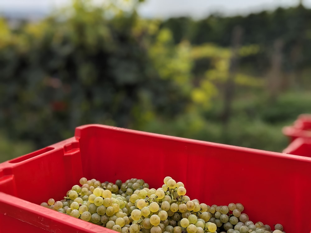 a red container filled with grapes on top of a table