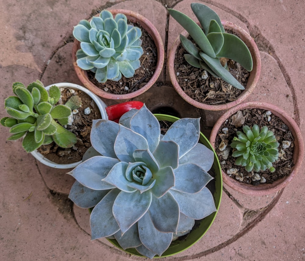 four succulents are sitting in a pot on the ground
