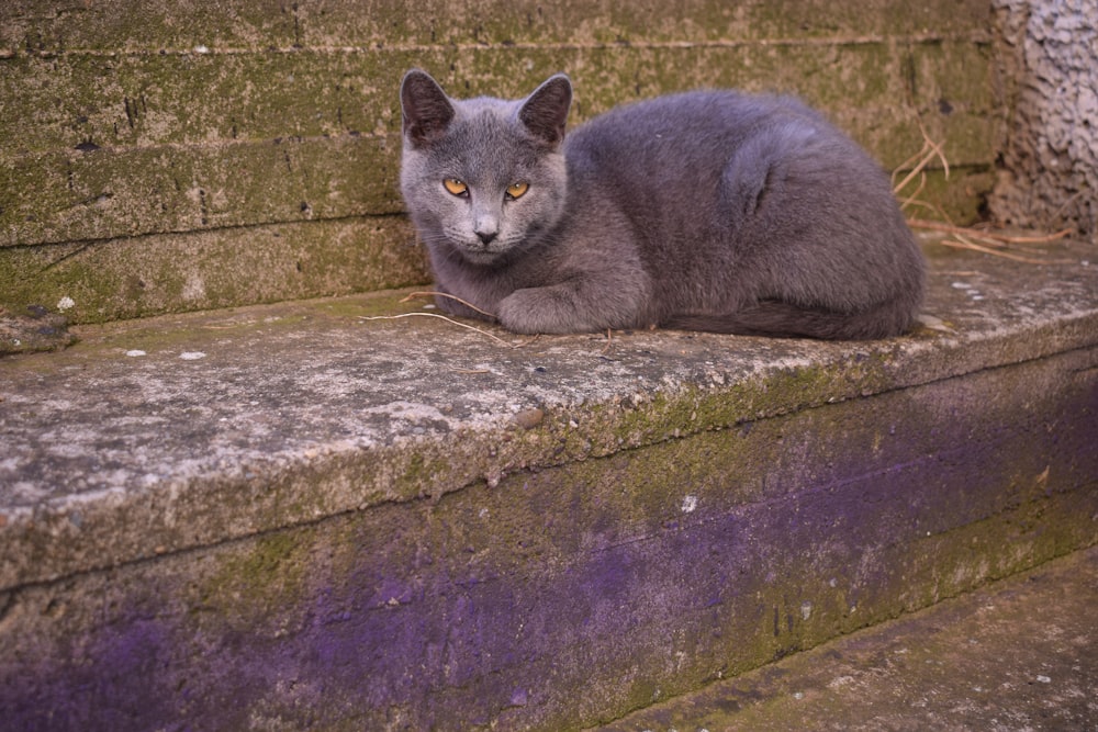 a gray cat sitting on top of a stone step