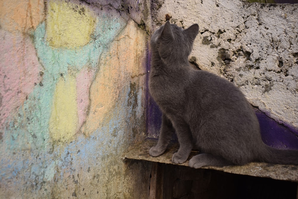 a gray cat sitting on a ledge next to a wall