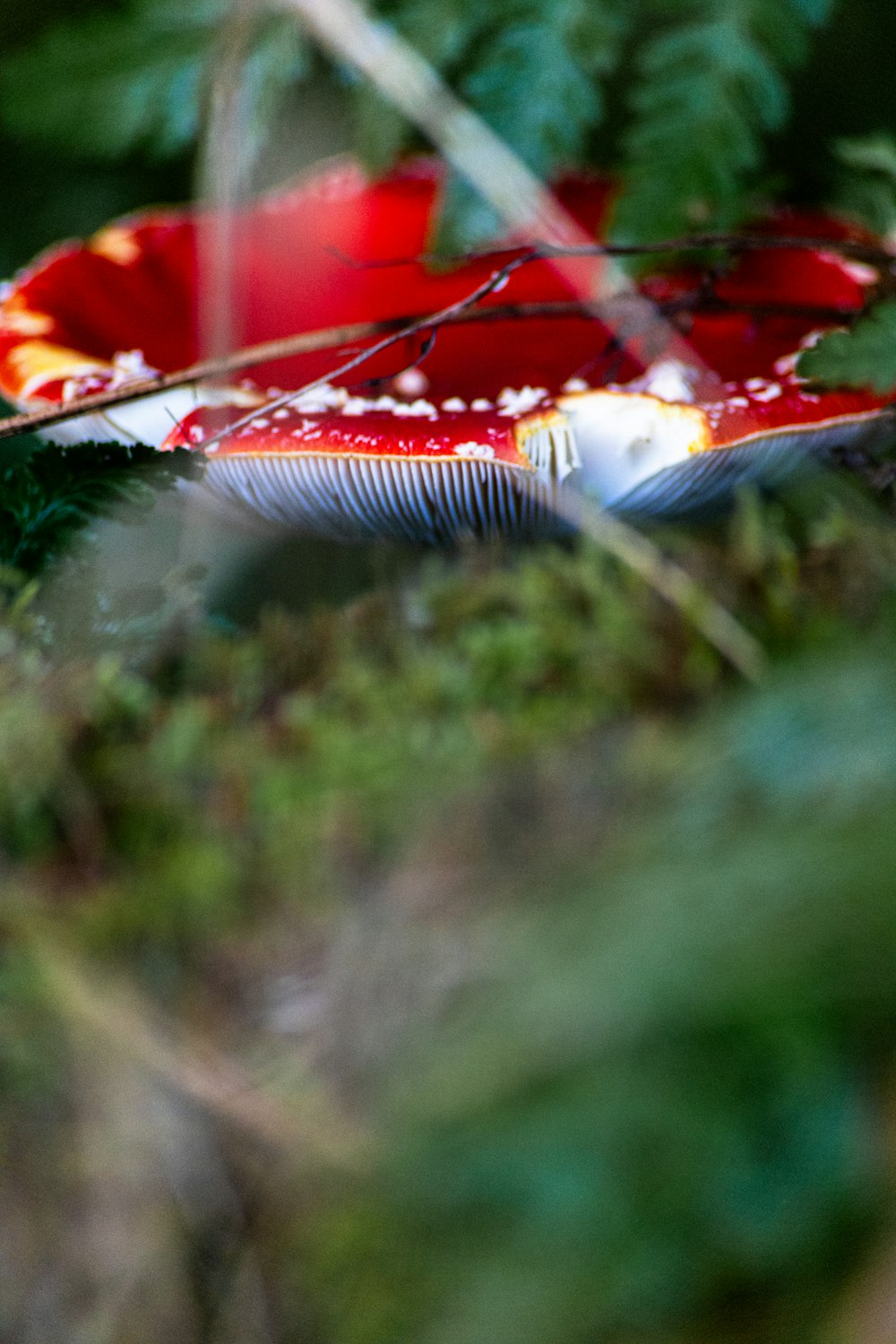 a red and white umbrella sitting on top of a lush green forest