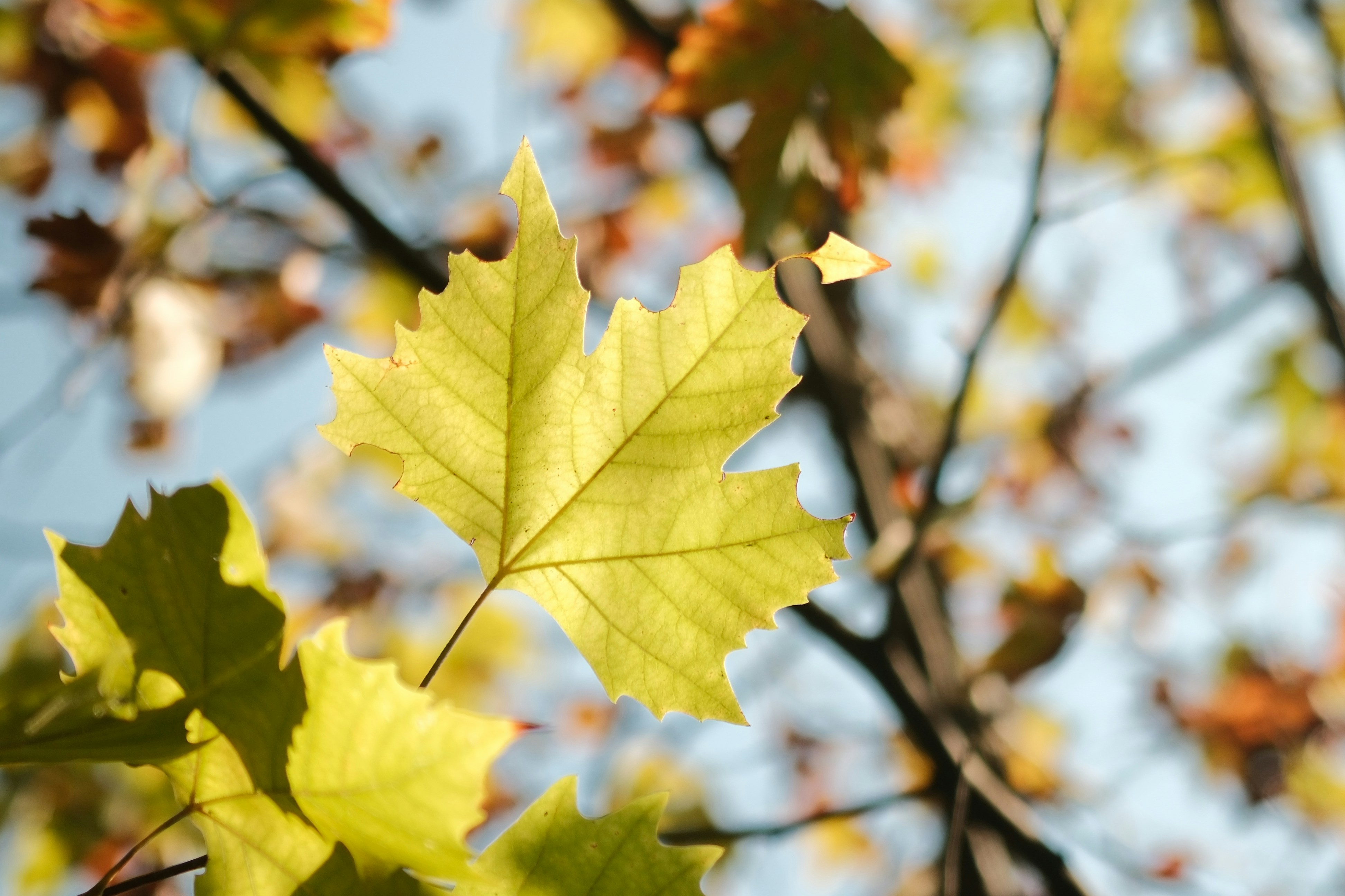 Photo by yokonoito0512