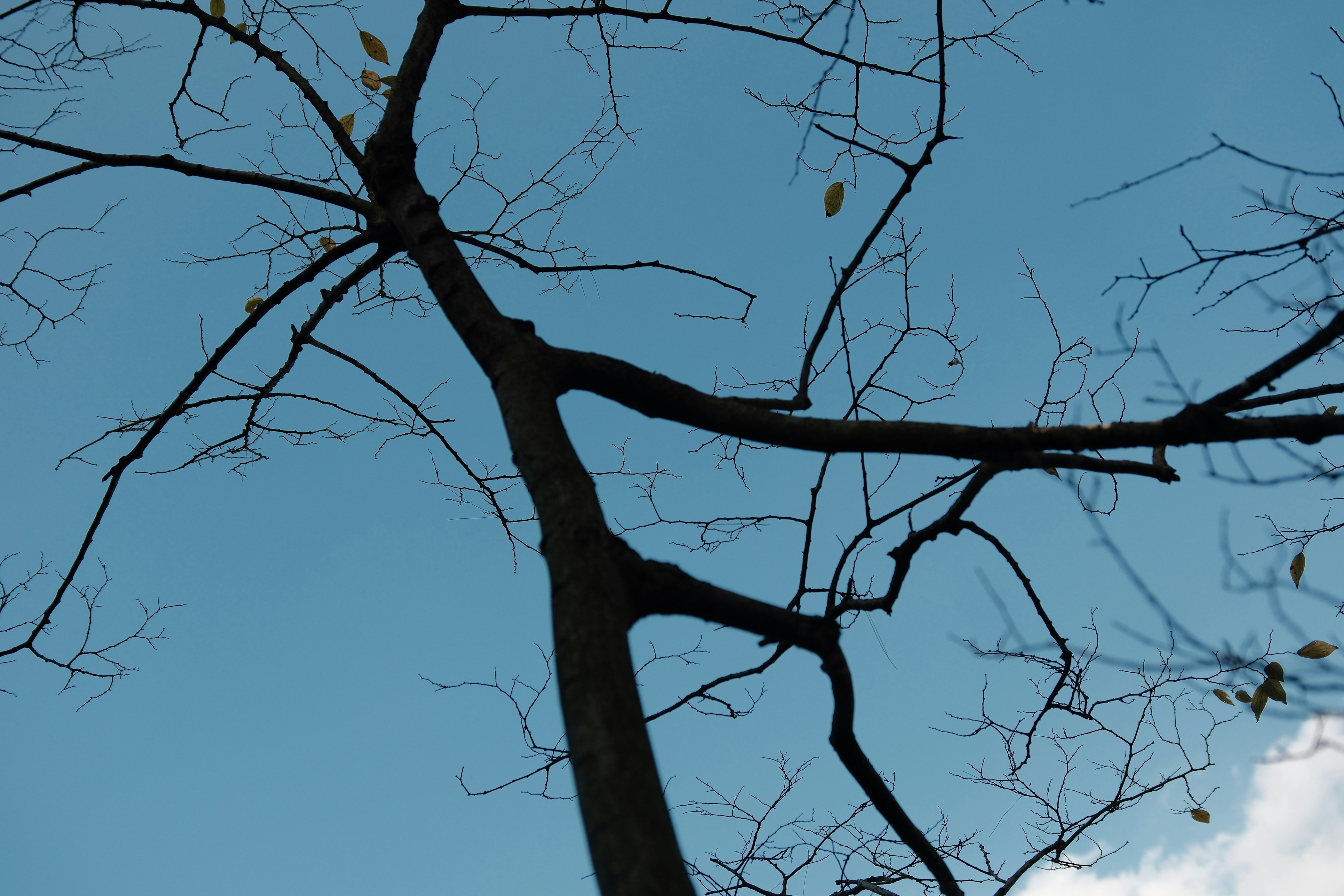 Photo by yokonoito0512