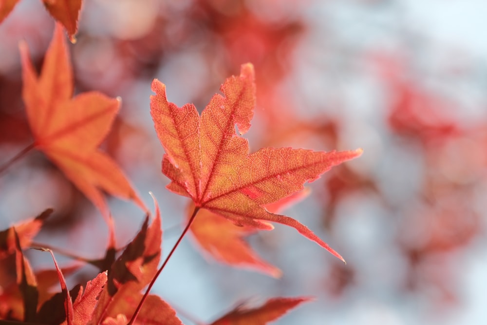 a close up of a leaf on a tree