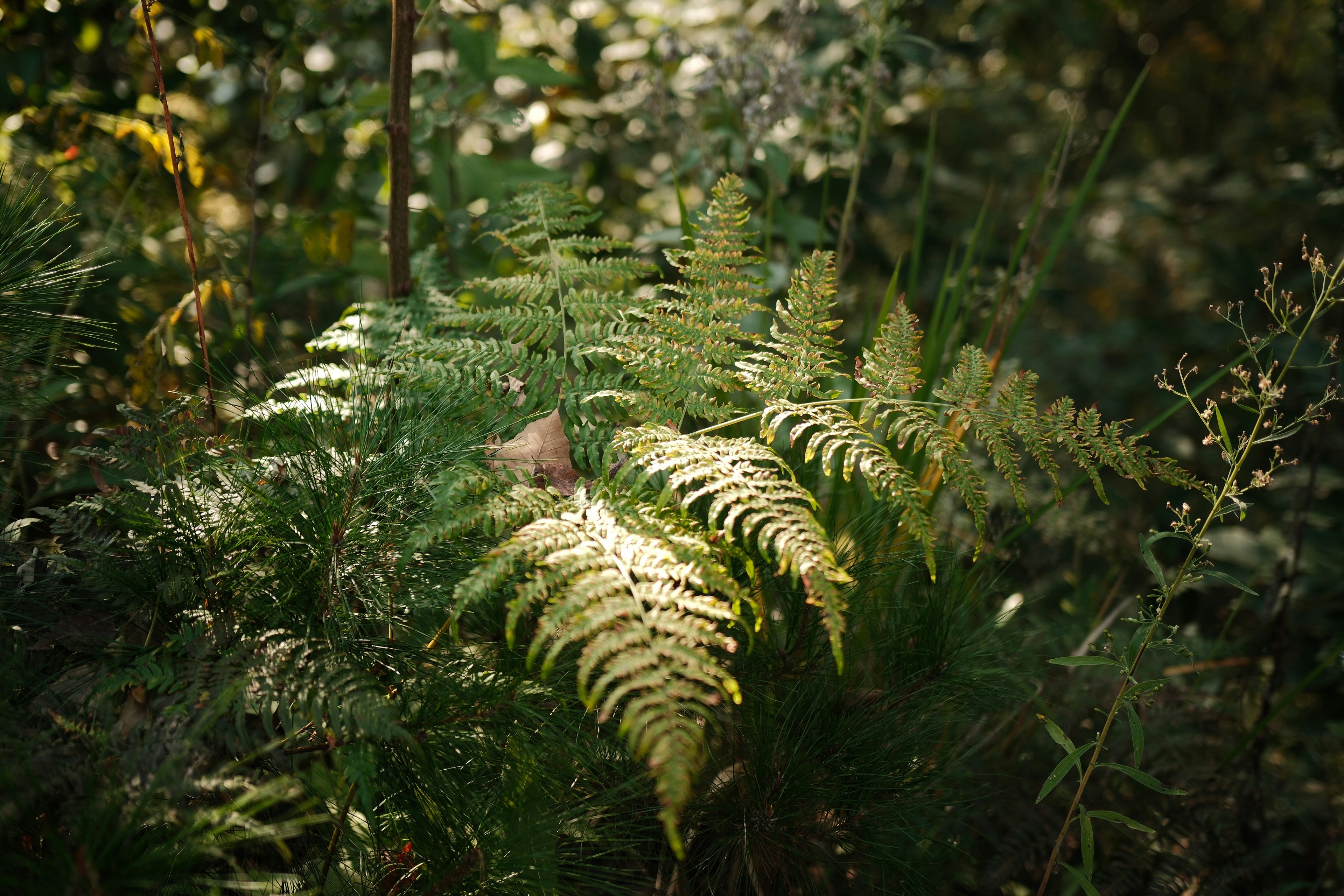 Photo by yokonoito0512