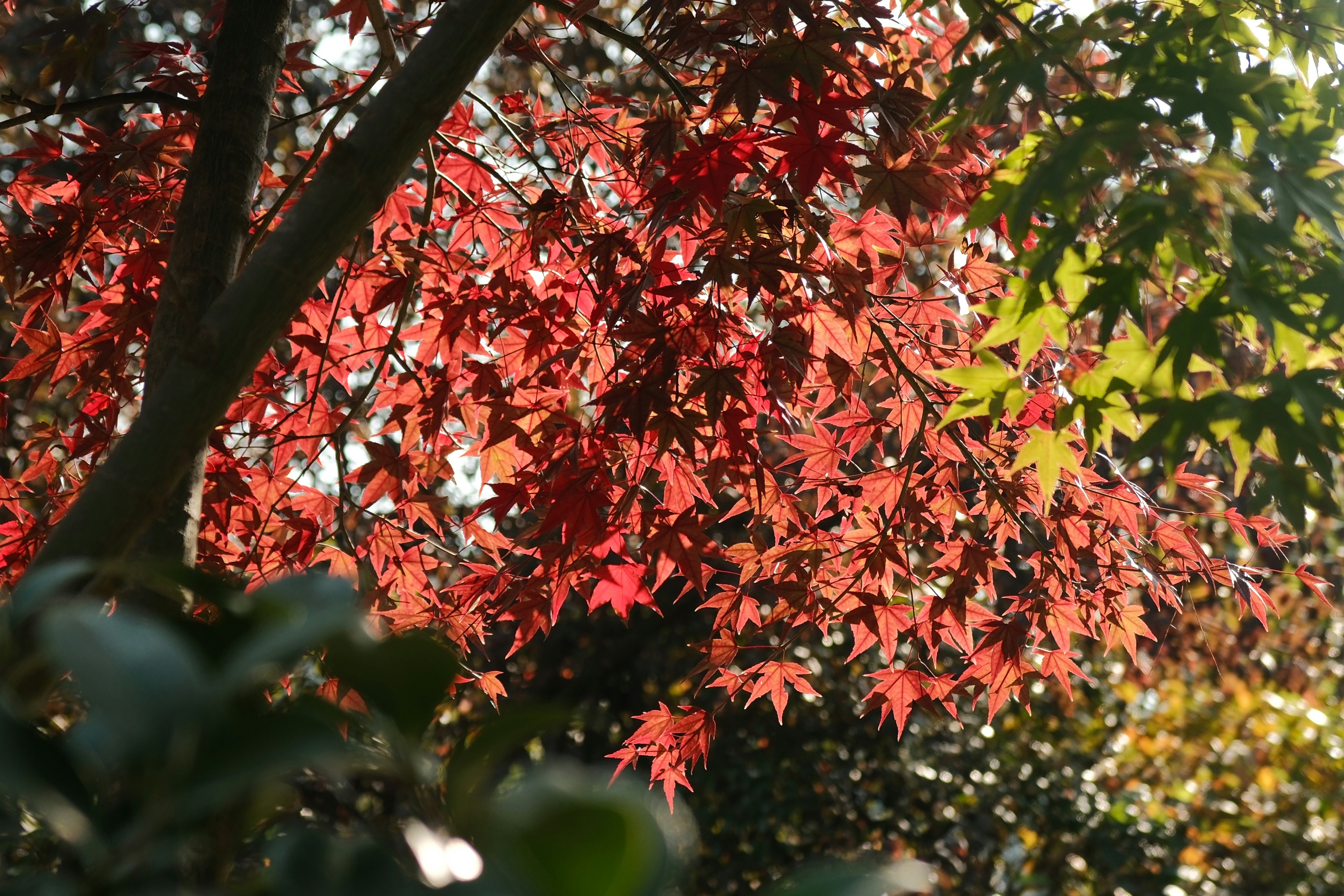 Photo by yokonoito0512