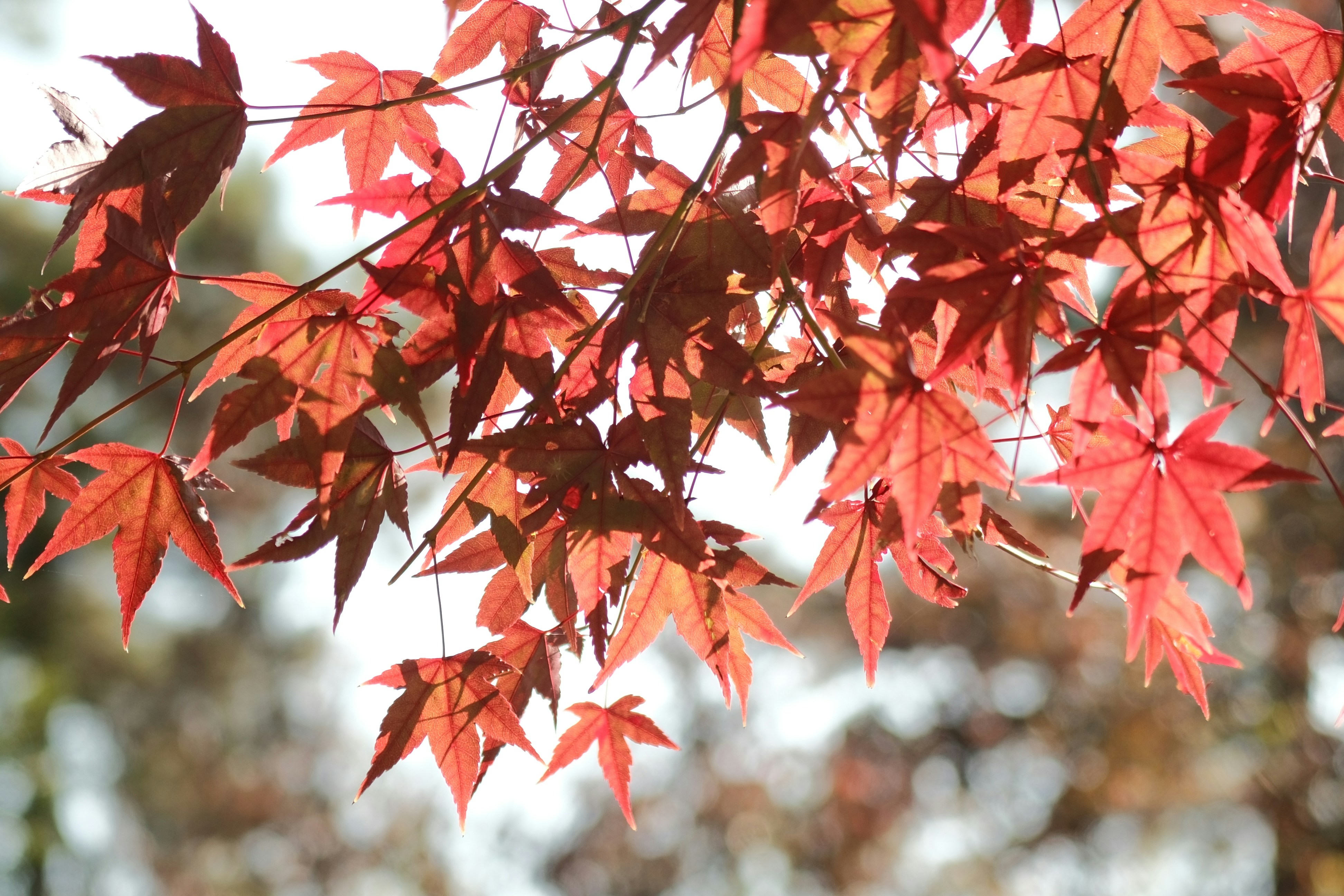 Photo by yokonoito0512