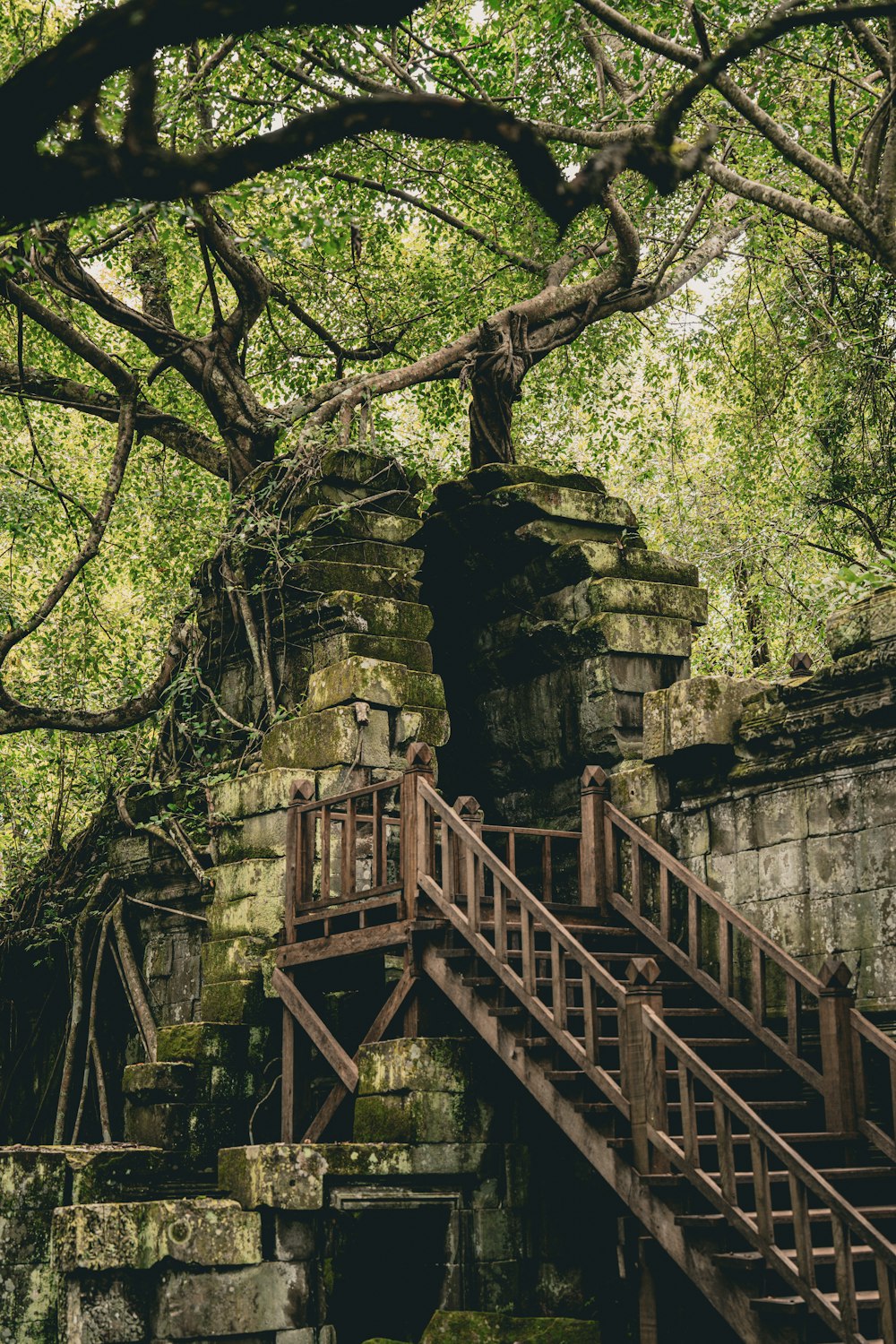 a staircase leading up to a tree in a forest