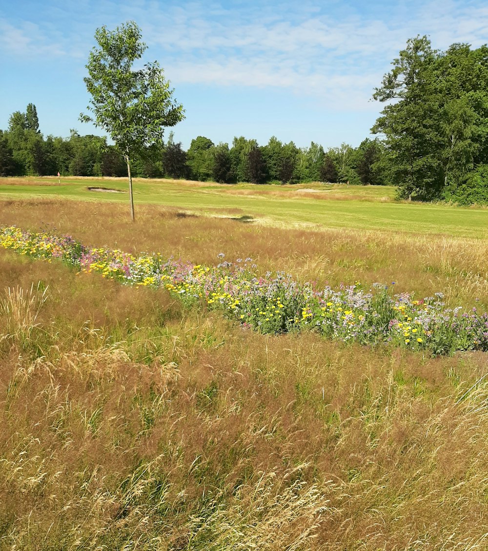 a grassy field with flowers and trees in the background