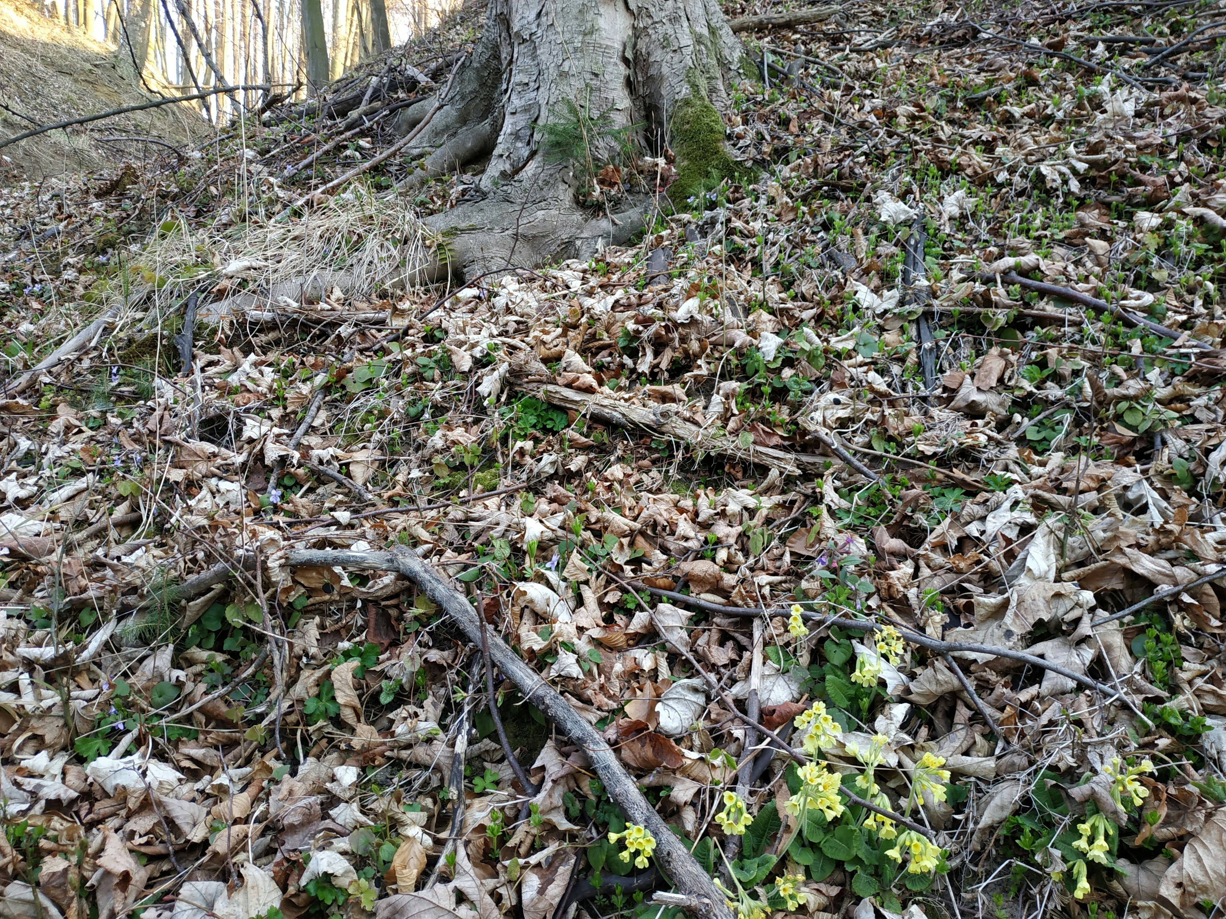 a tree that is in the middle of some leaves