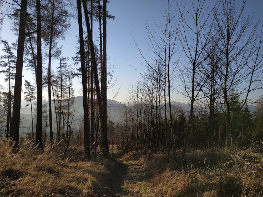 a trail in the middle of a wooded area