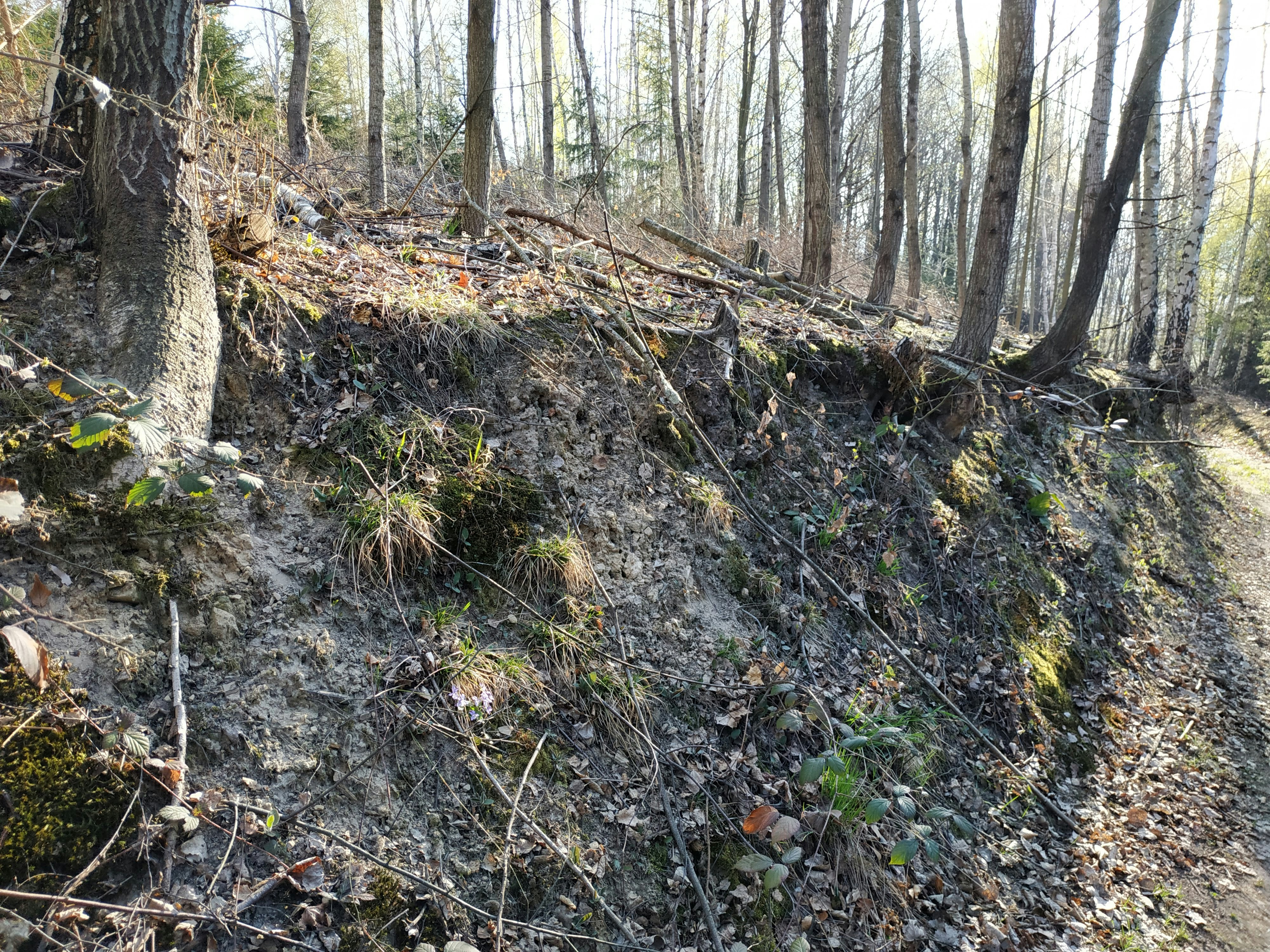 a dirt path in the middle of a forest