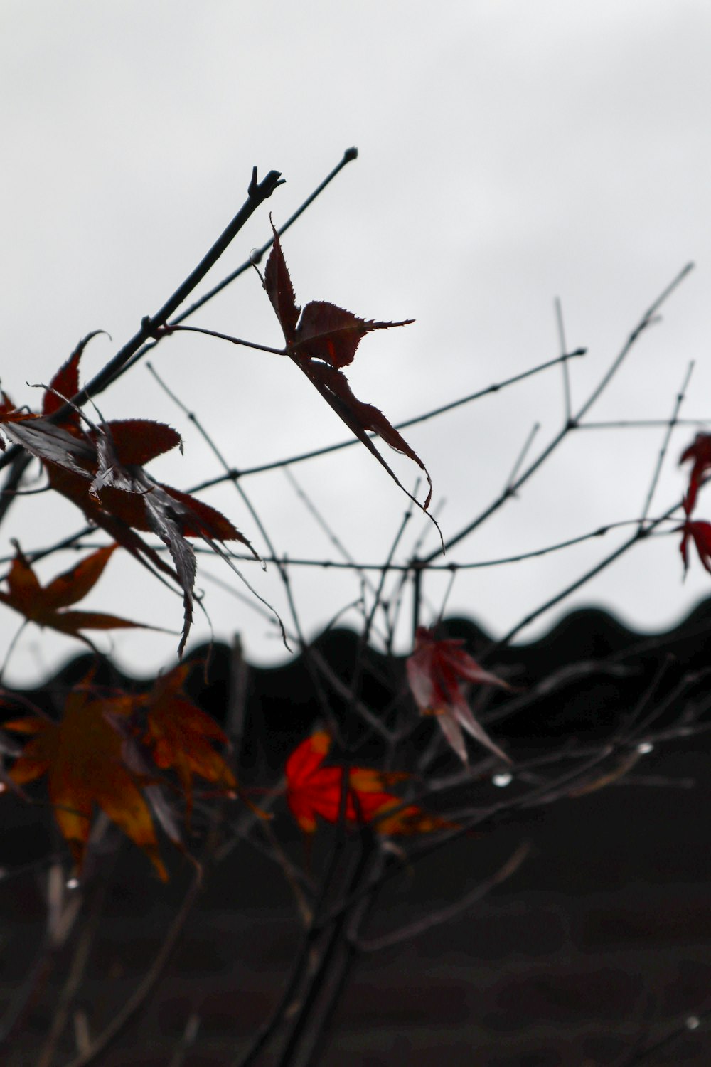 a tree branch with red leaves in front of a gray sky