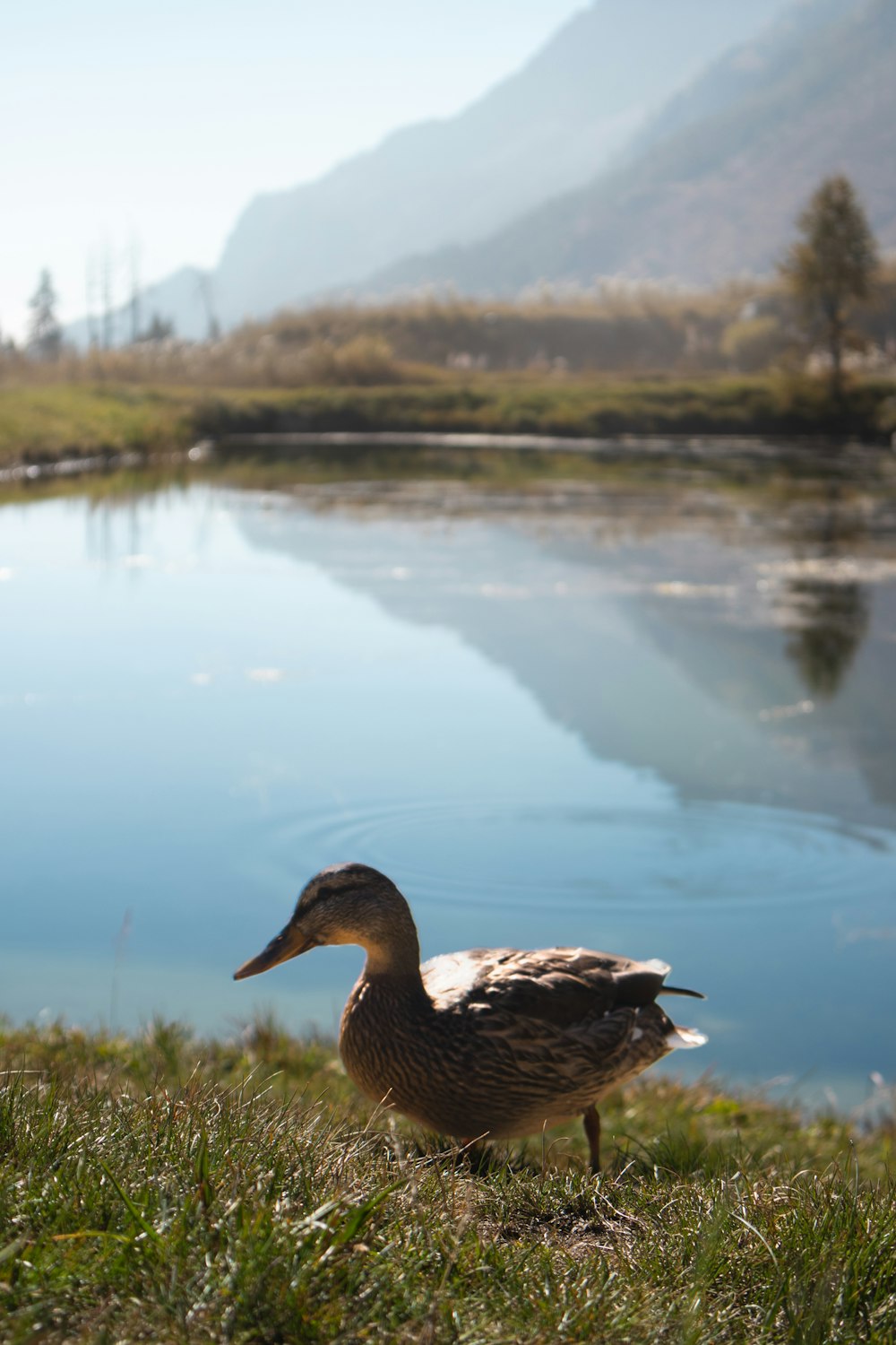 a duck standing on the grass next to a body of water