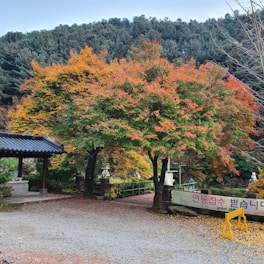 A serene park setting featuring trees with vibrant autumn foliage in shades of red, orange, and green. A gravel path leads through the park with a traditional structure on one side and a sign written in Korean. The background is filled with dense, dark green trees.