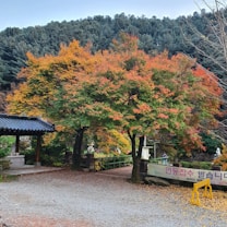 A serene park setting featuring trees with vibrant autumn foliage in shades of red, orange, and green. A gravel path leads through the park with a traditional structure on one side and a sign written in Korean. The background is filled with dense, dark green trees.