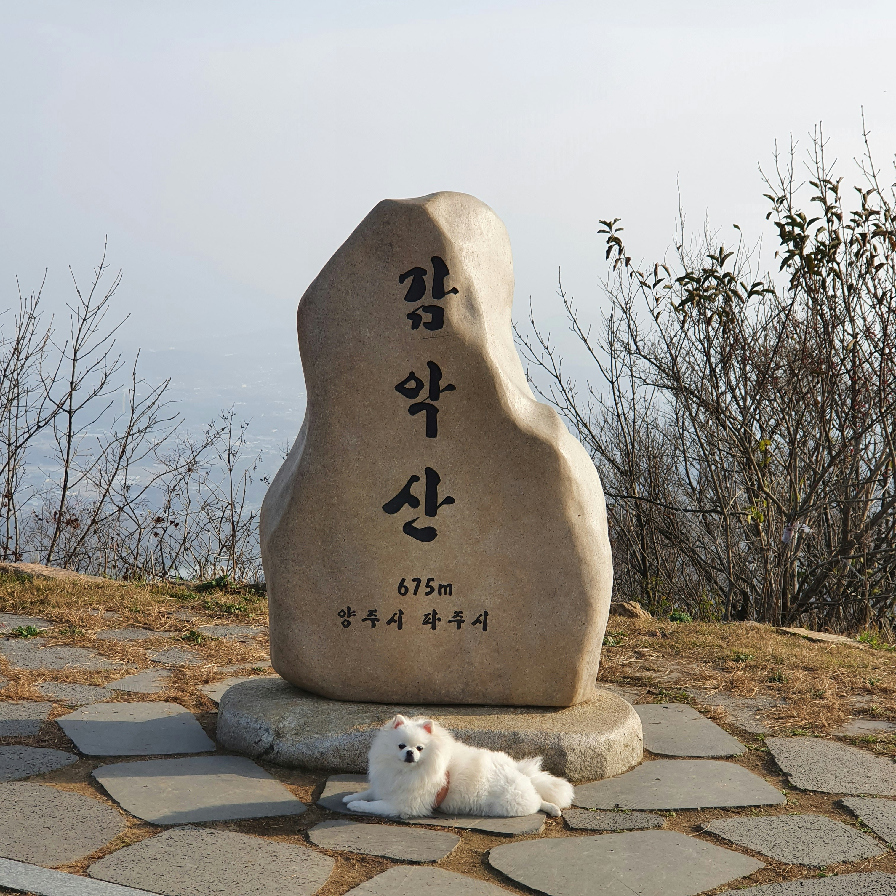a white dog laying next to a large rock