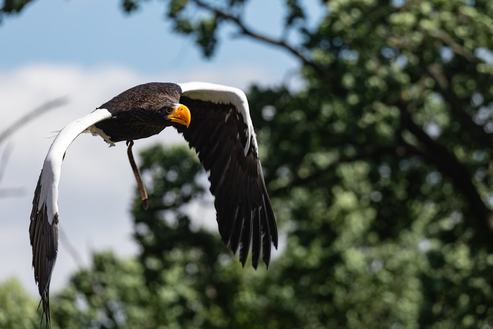 a bird flying through the air with it's wings spread