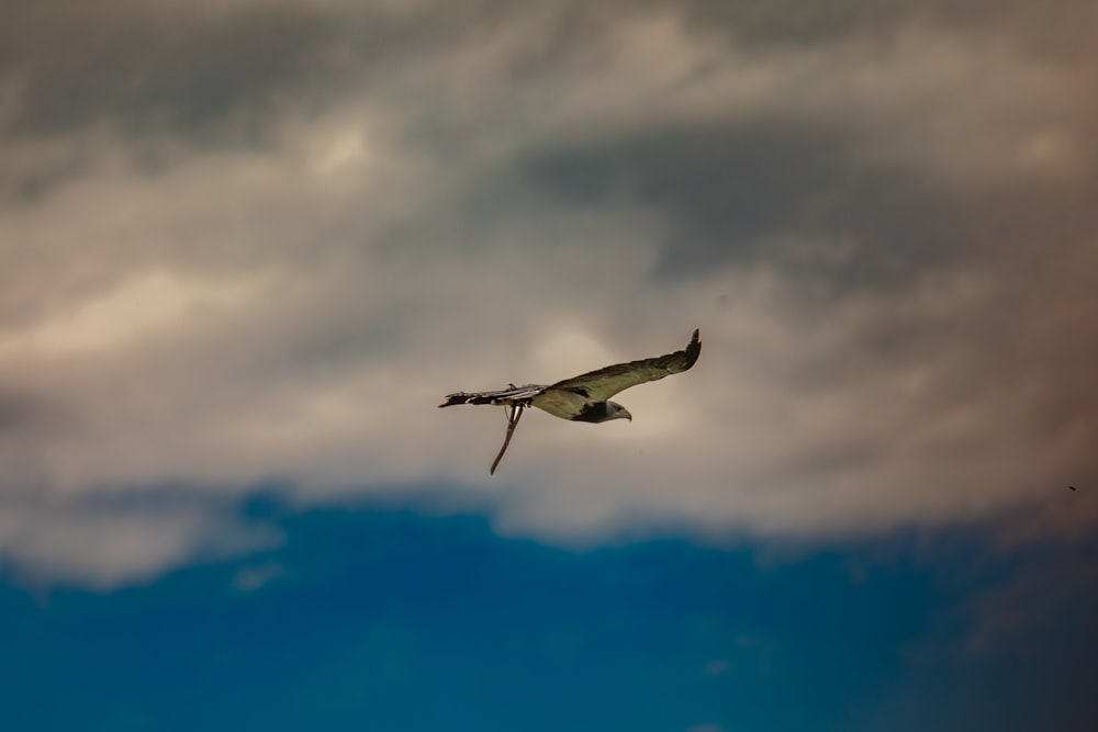 a large bird flying through a cloudy sky
