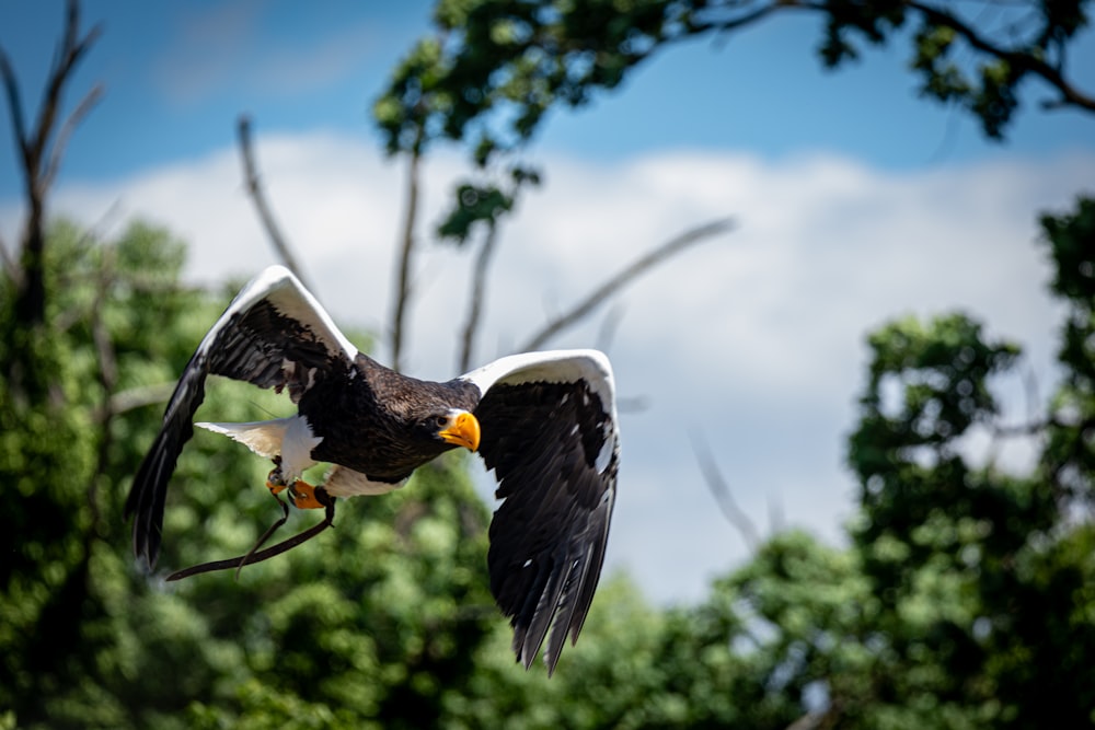 an eagle flying through the air with its wings spread