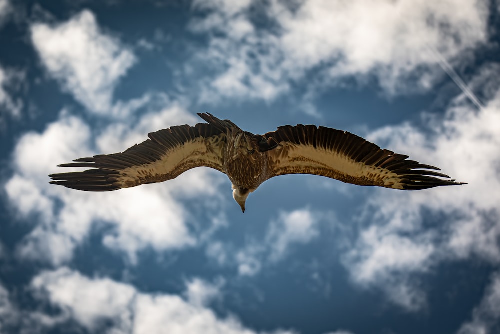 a large bird flying through a cloudy blue sky