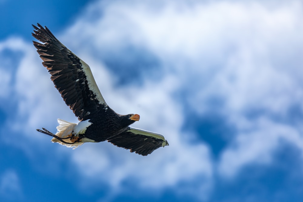 a bald eagle flying through a cloudy blue sky