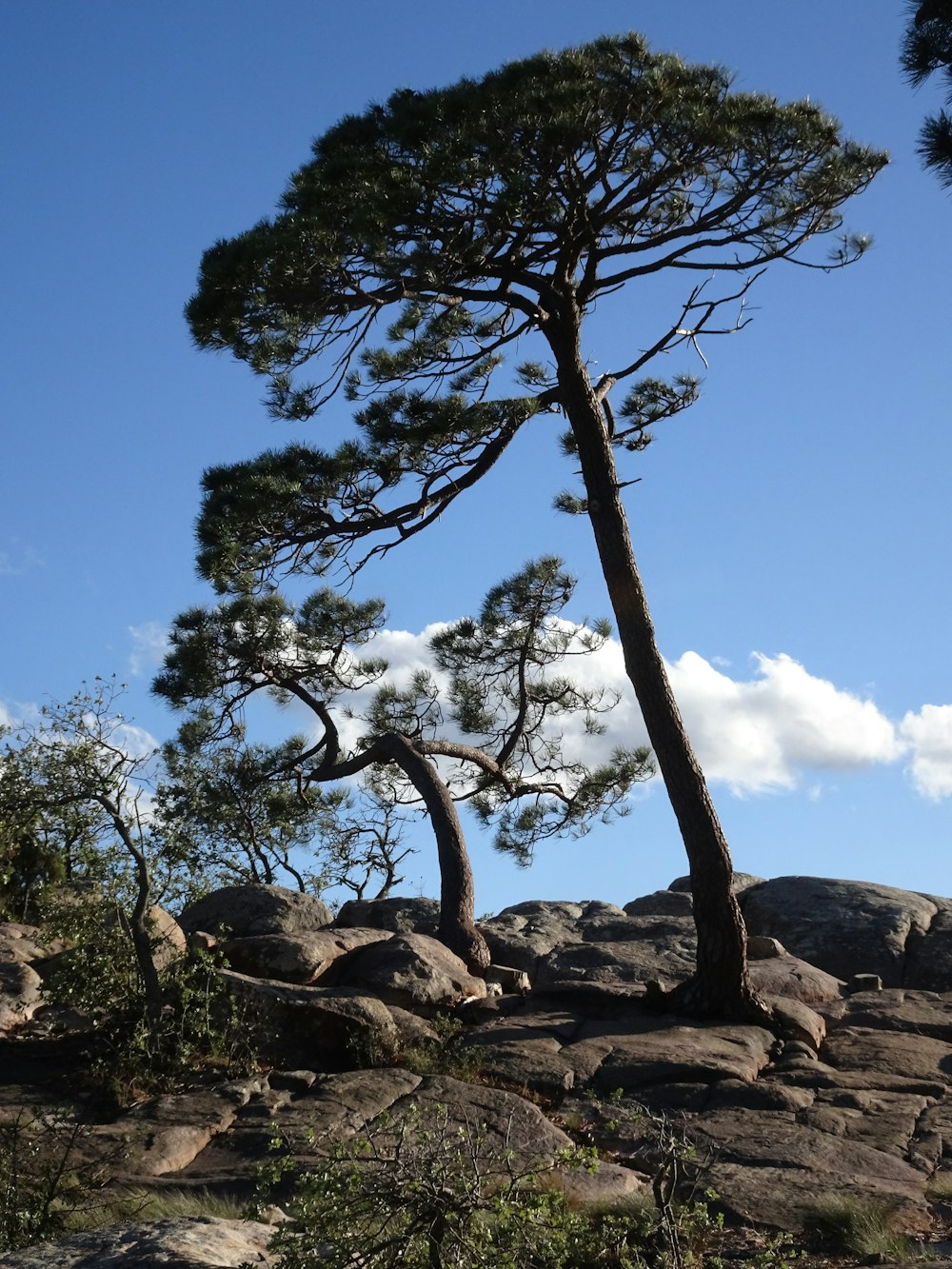 a couple of trees that are on a hill