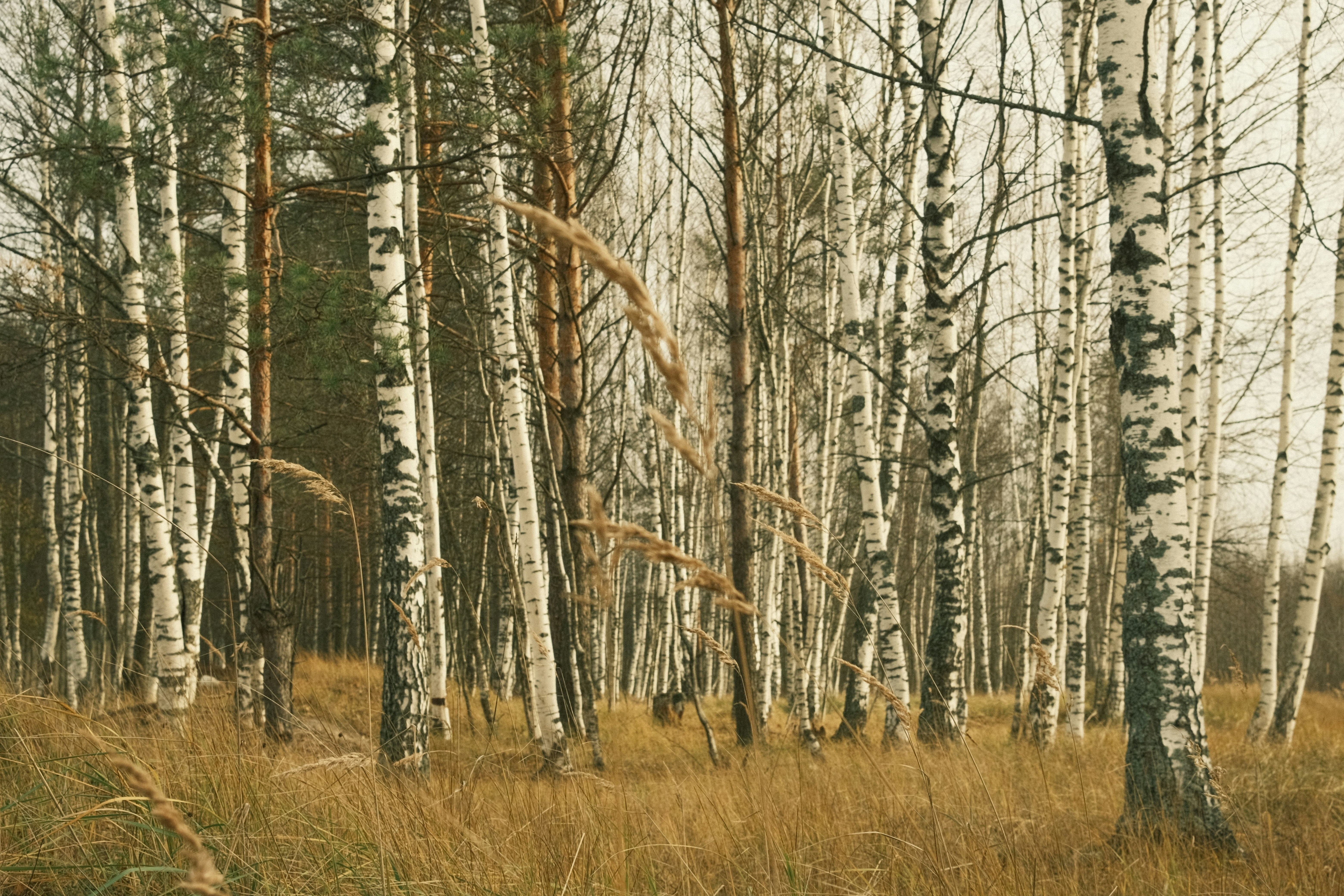 Photo by zapiatkina