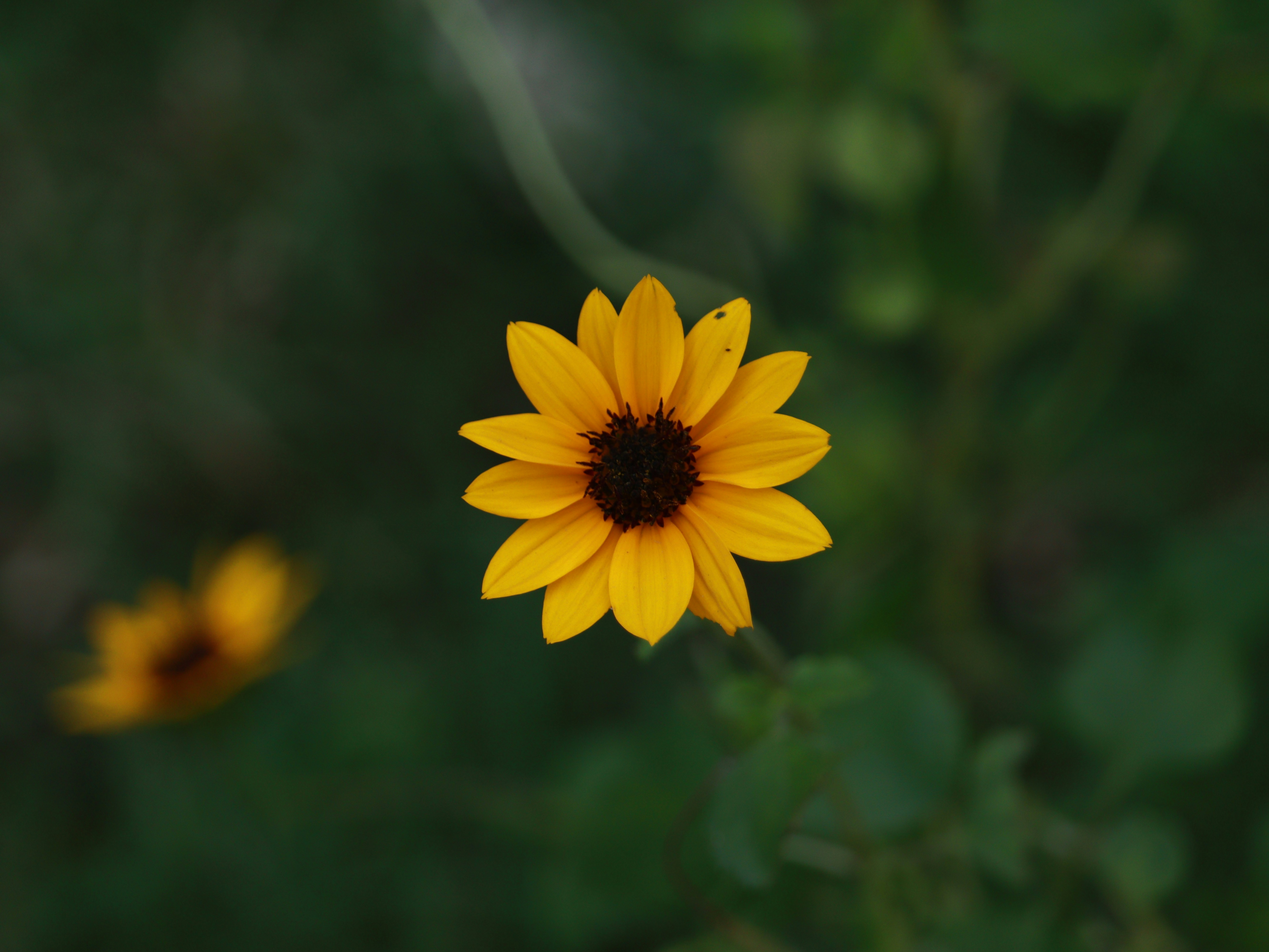 Photo by brajendra_lens_a_lot_