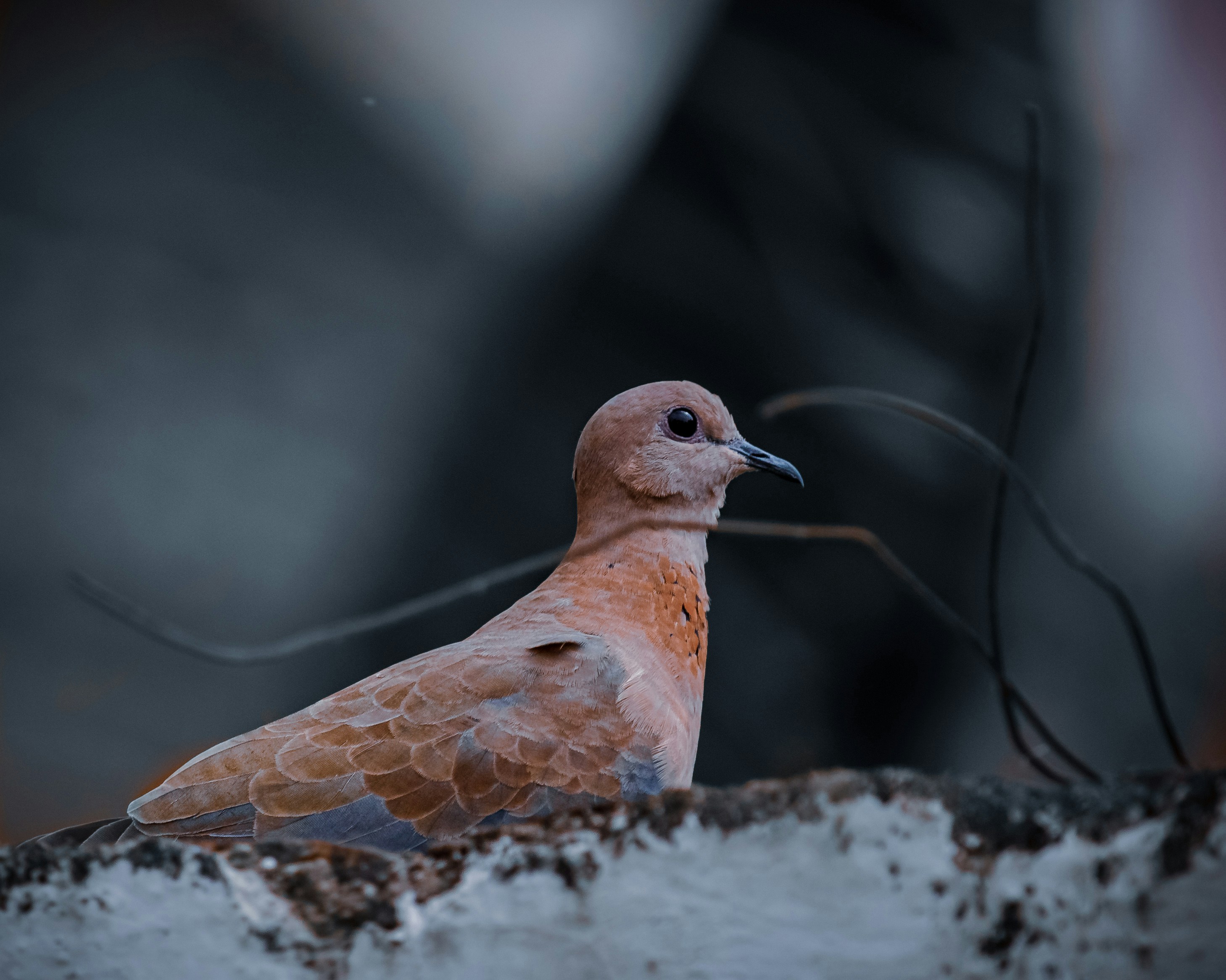 a bird sitting on top of a snow covered ground